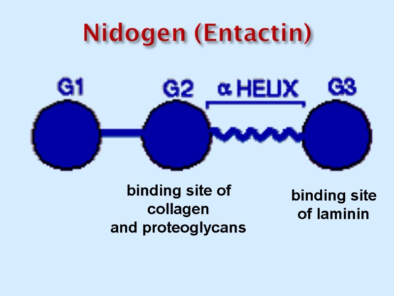 Nidogen (Entactin) binding site of collagen and proteoglycans binding site of laminin